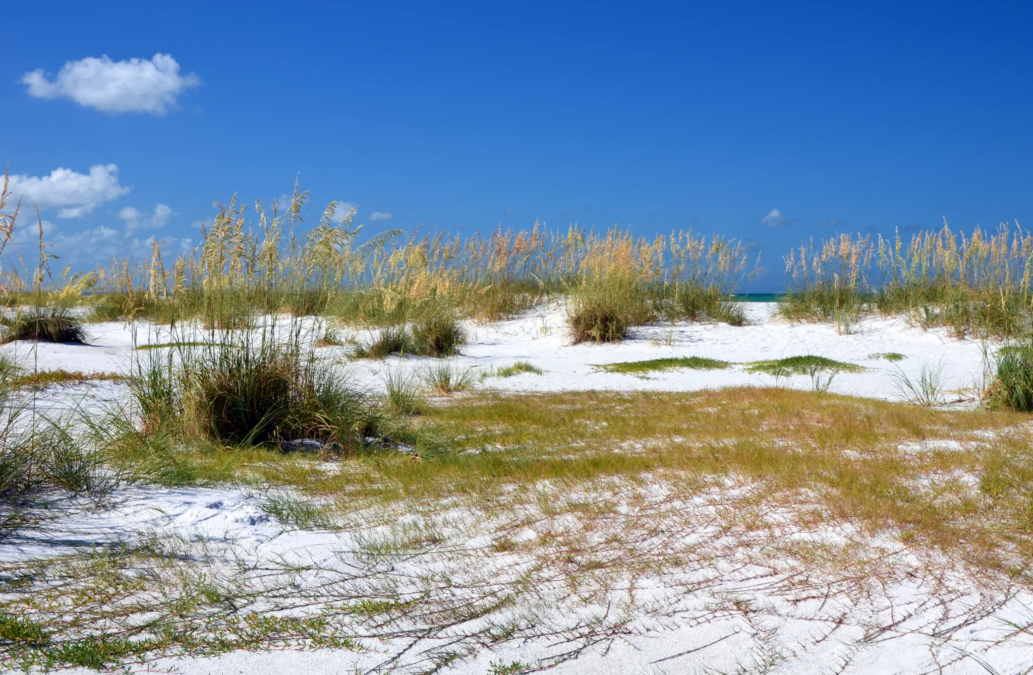 White sand dunes and golden sea oats at Bean Point on the north tip of Anna Maria Island, with the Gulf on the horizon under a deep blue sky