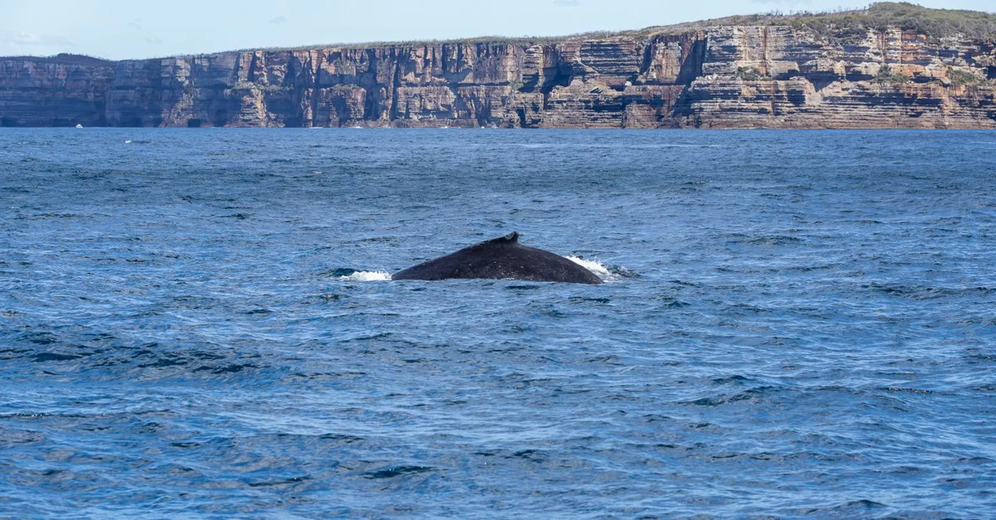Last Chance Whale Watching Great Ocean Road 2026: Aireys Inlet to Bells Beach