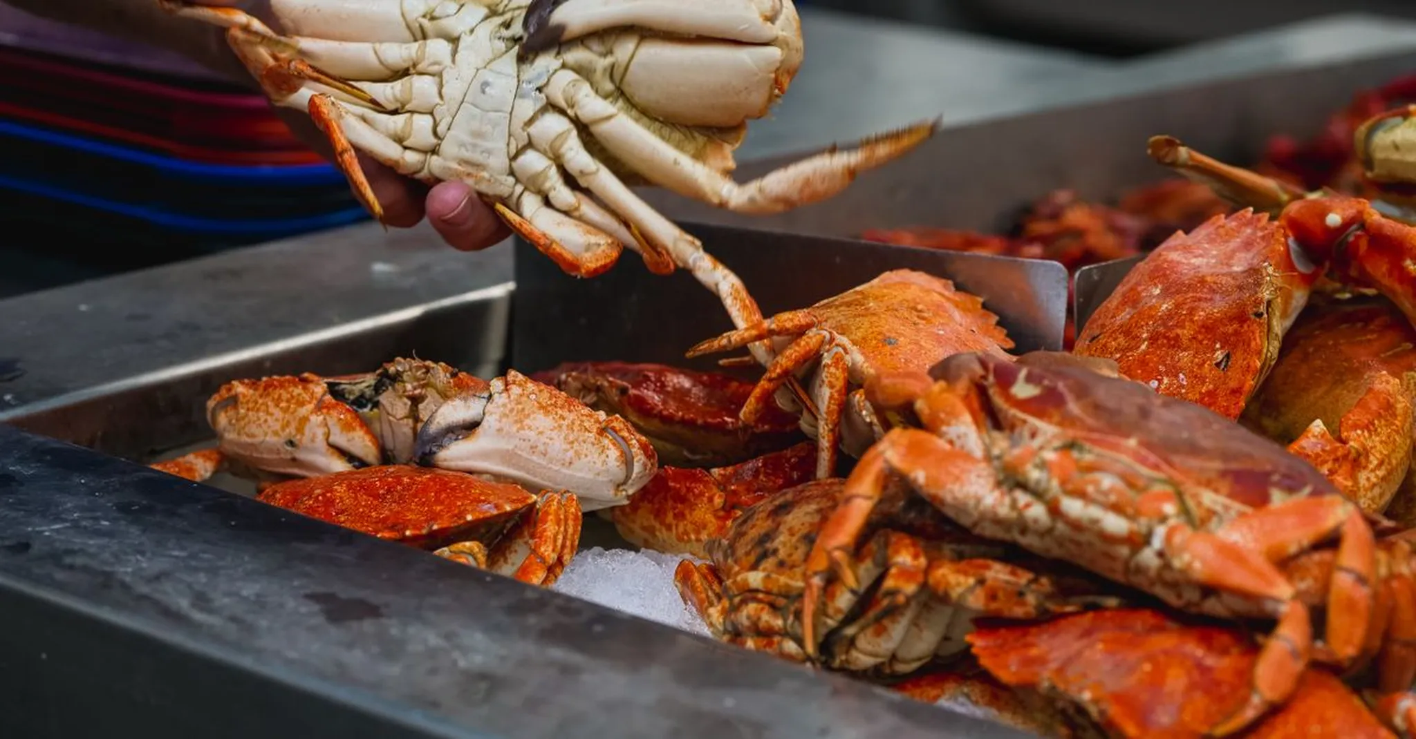 Stone Crab Season Bradenton 2026: Fresh Gulf Seafood, Festivals, and Where to Stay