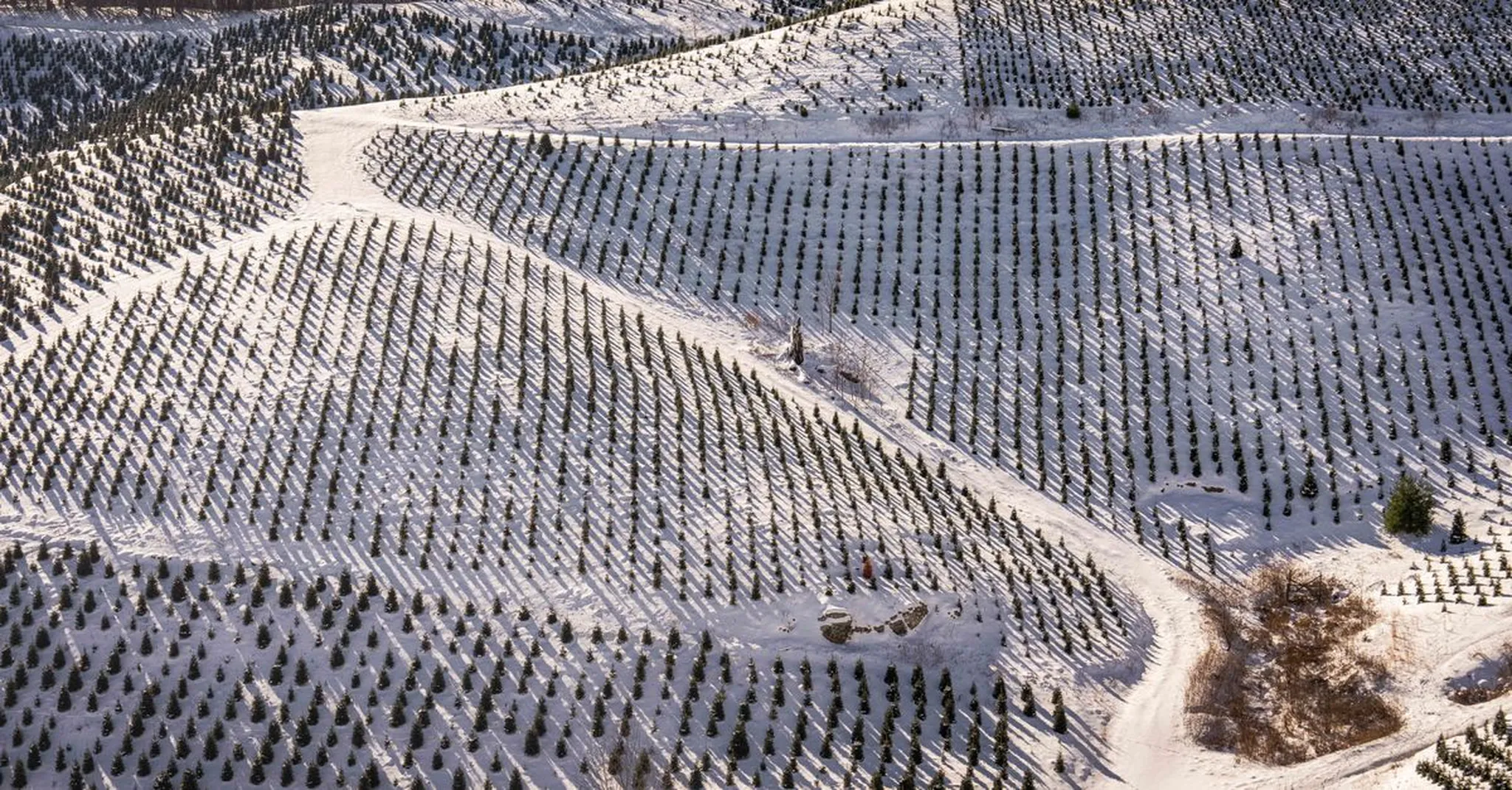 Christmas Tree Farms Near Colorado Springs 2026: Cut-Your-Own Guide and Cozy Stays