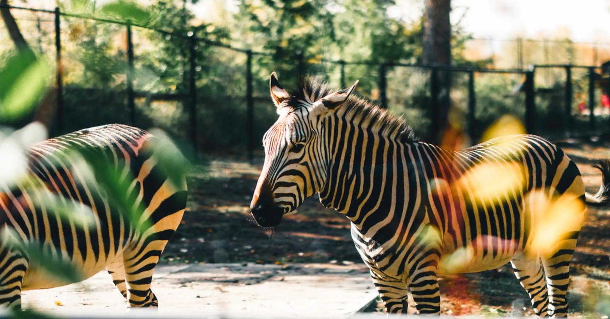 Cheyenne Mountain Zoo & Family Fun in Colorado Springs: 3-Day Summer Itinerary