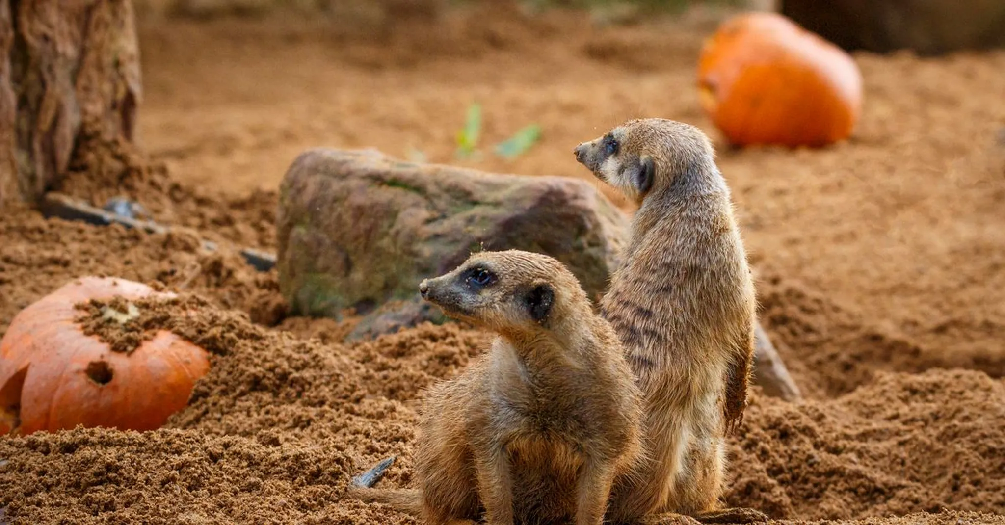 Boo at the Zoo Colorado Springs 2026: Halloween Guide and Where to Stay