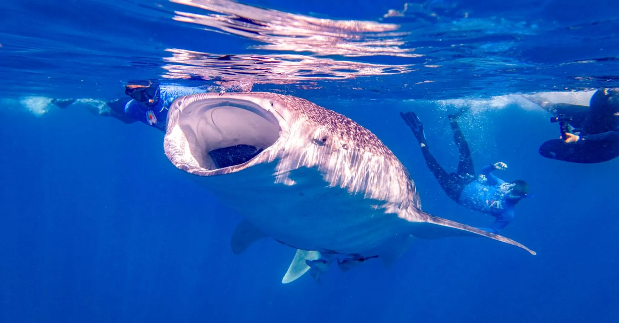 Tulum Whale Shark Season 2026: Snorkeling Day Trips & Where to Stay