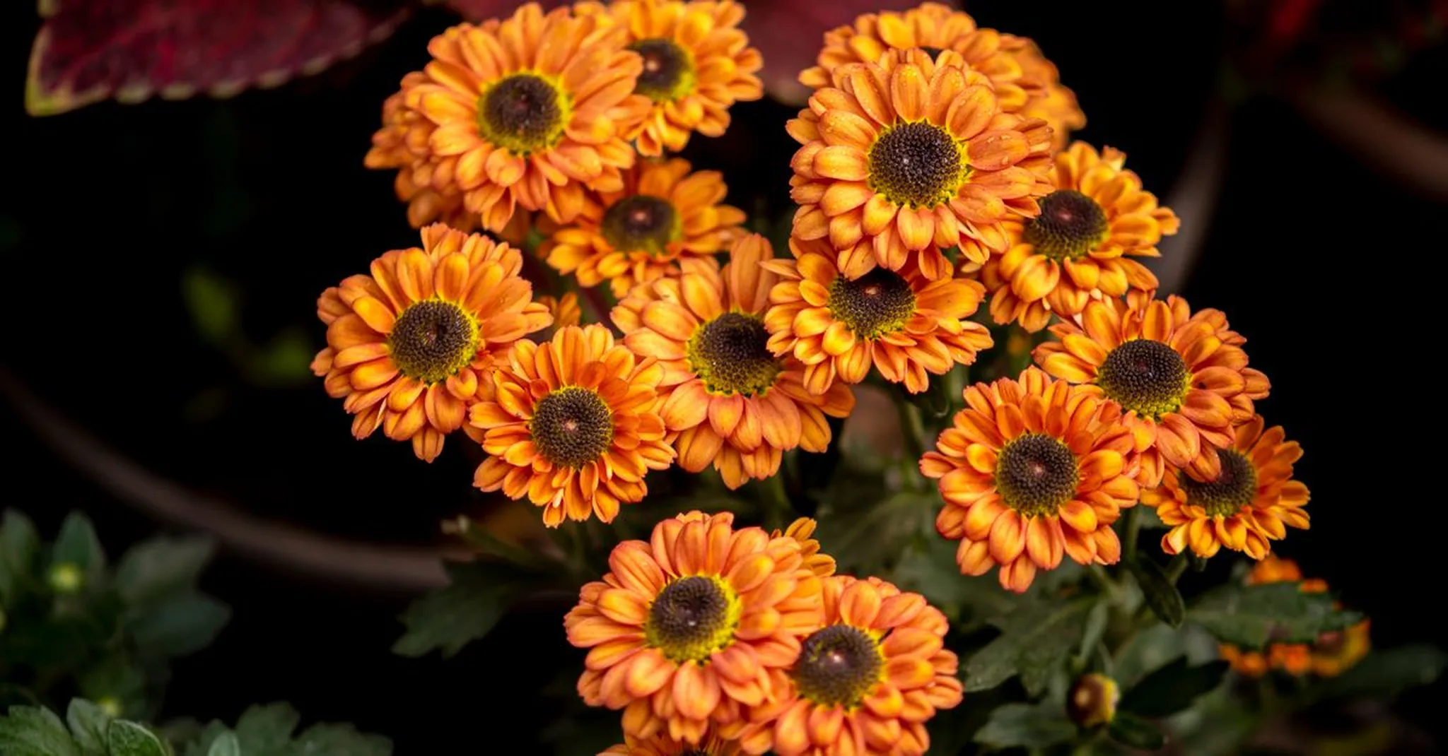 Phipps Fall Flower Show 2026: Pittsburgh Autumn Blooms and Downtown Stays