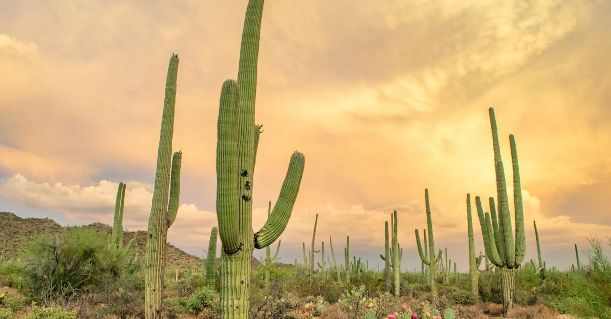 Fall Equinox in Scottsdale 2026: Desert Botanical Garden Nights + Where to Stay