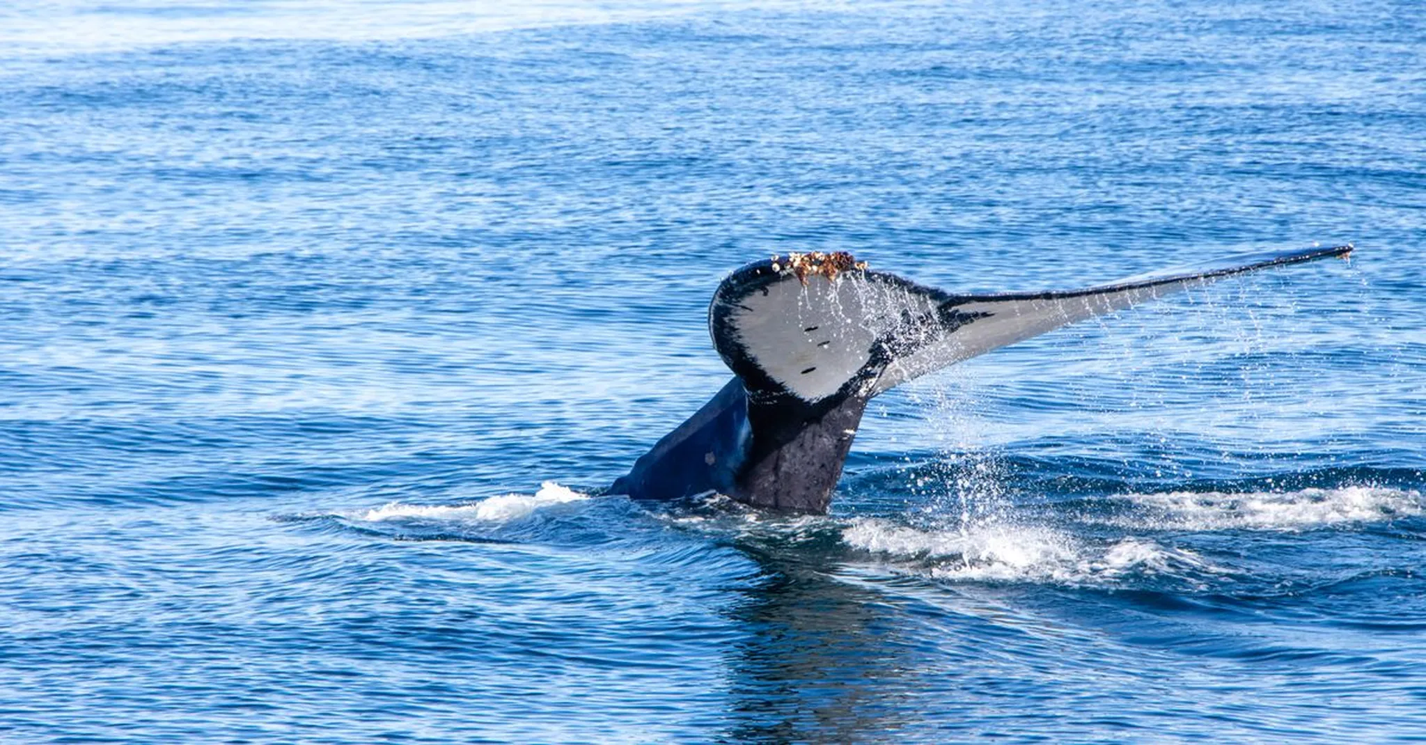 Last-Chance Whale Watching on Cape Cod: October 2026 Trips, Tours & Where to Stay