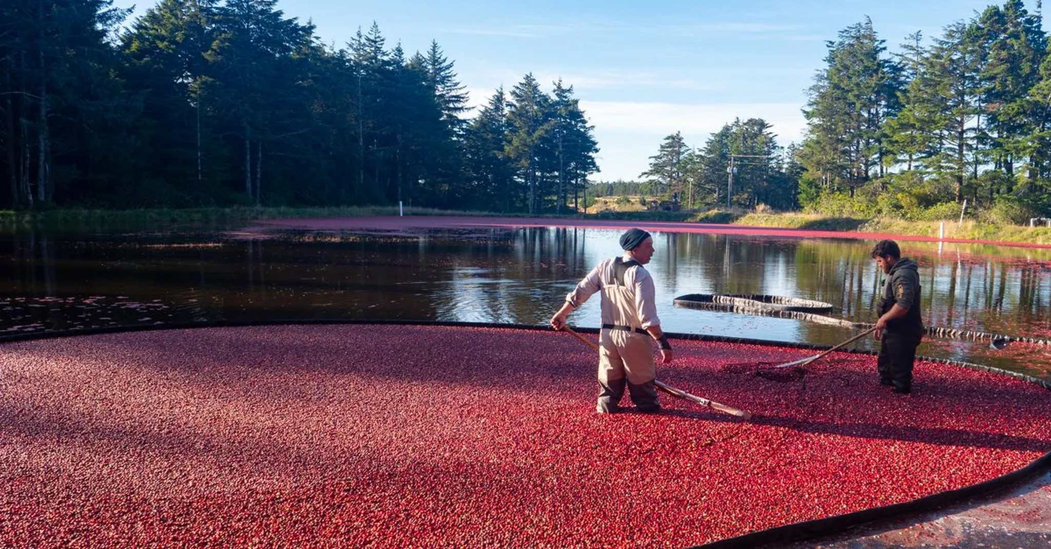 Cape Cod Cranberry Harvest Season 2026: Bog Tours & Where to Stay