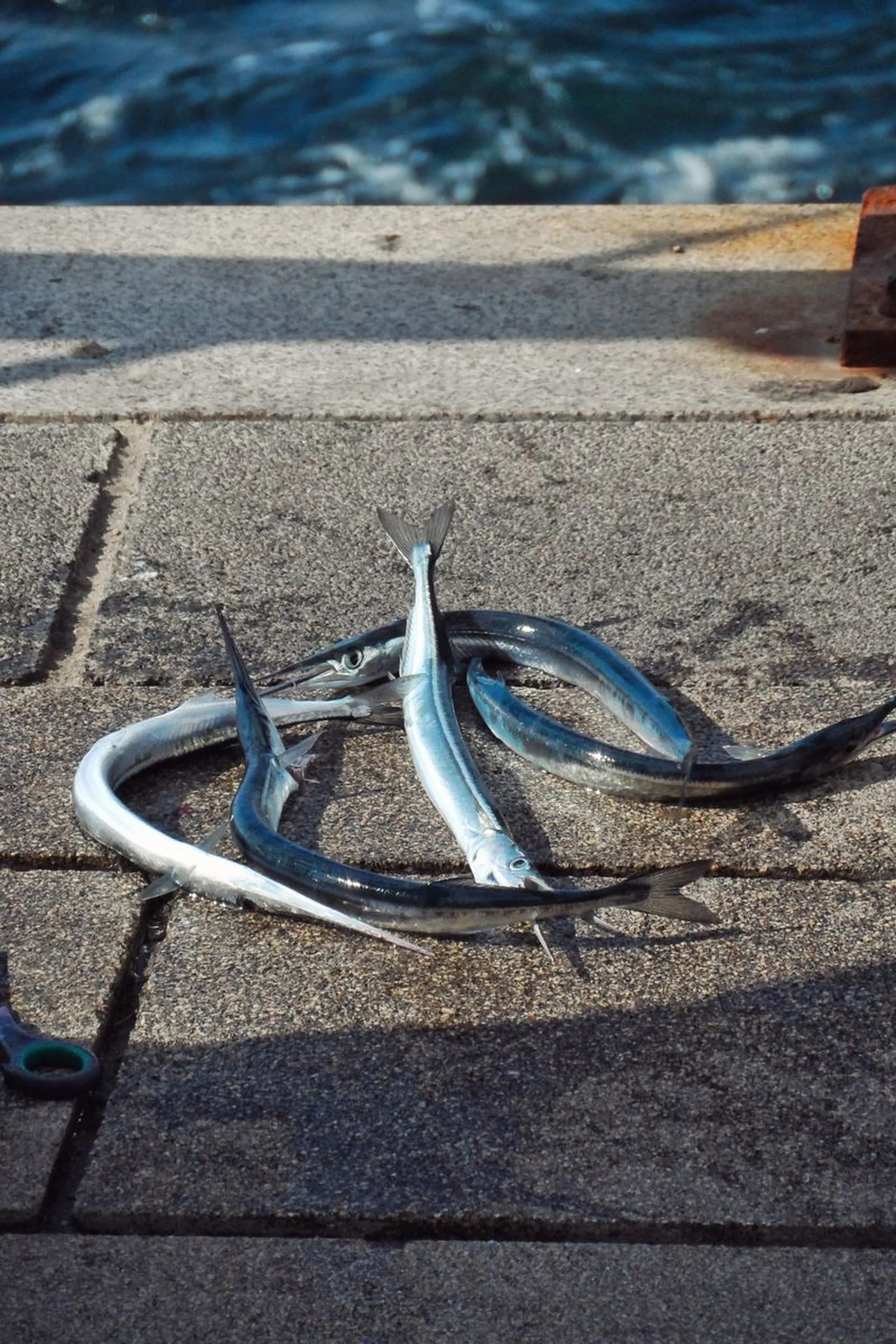 Freshly caught silver needlefish lying on a stone harbor pier beside the sea in bright sunlight