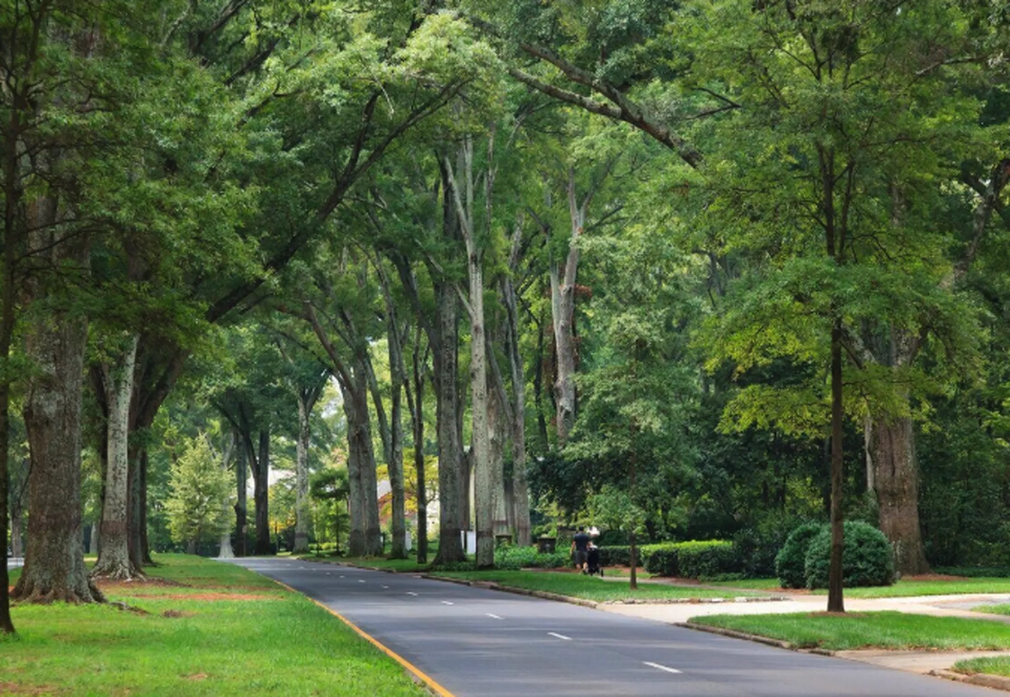 Wooden bench beside a curving concrete path shaded by sprawling oak branches in a quiet park setting