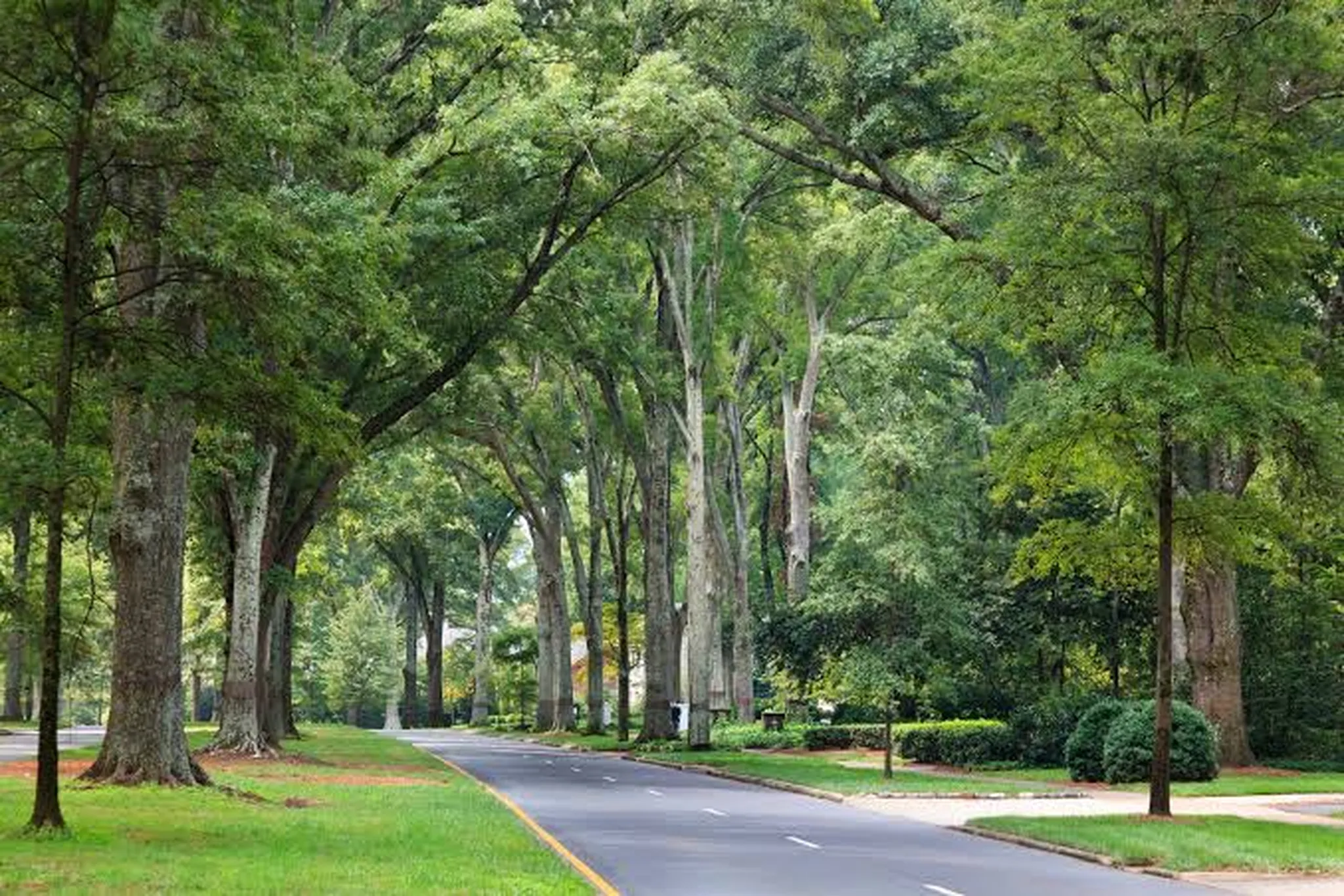 Tree-lined residential street with sprawling oak canopy shading parked cars and historic homes along the sidewalks