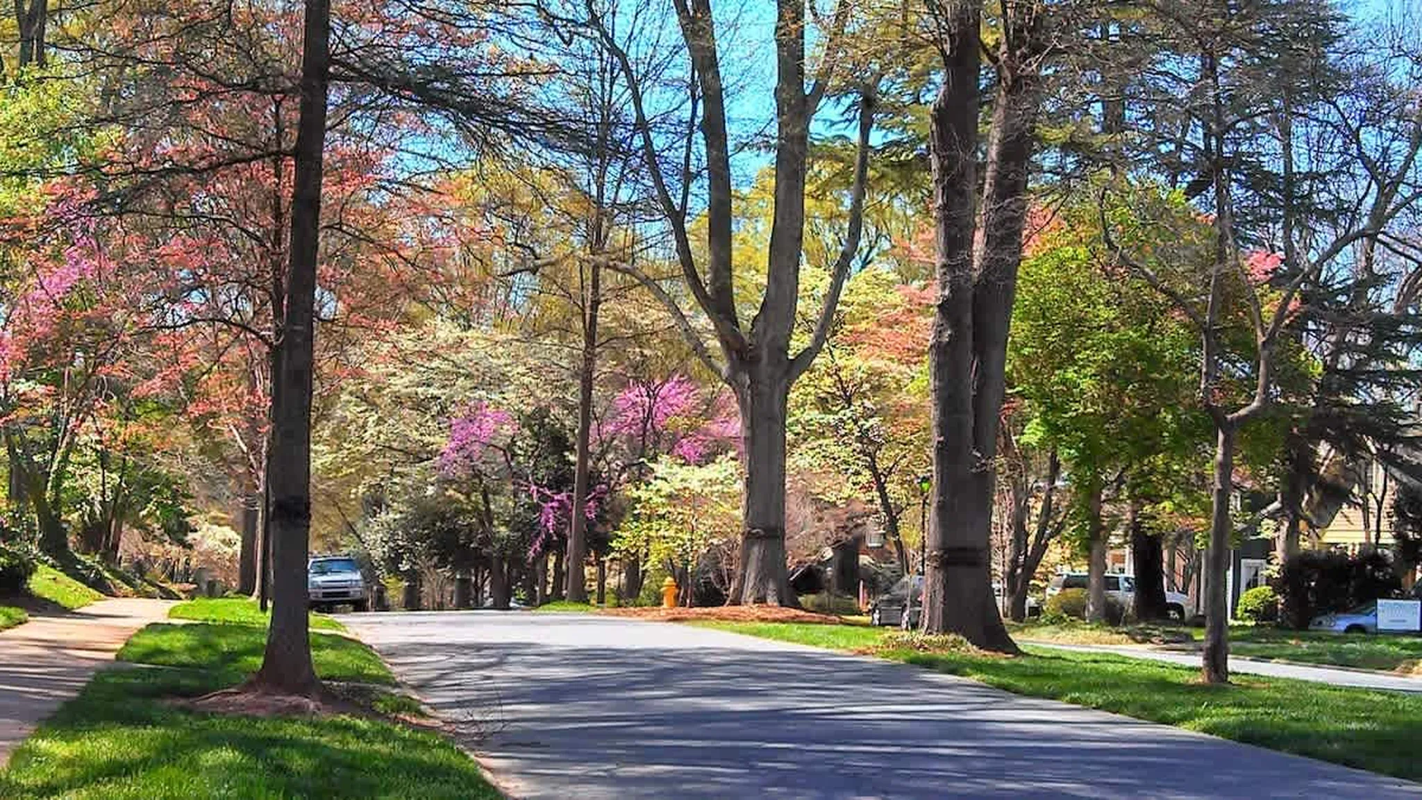 Quiet suburban street lined with mature trees and blooming pink and white spring blossoms, with parked cars in the distance