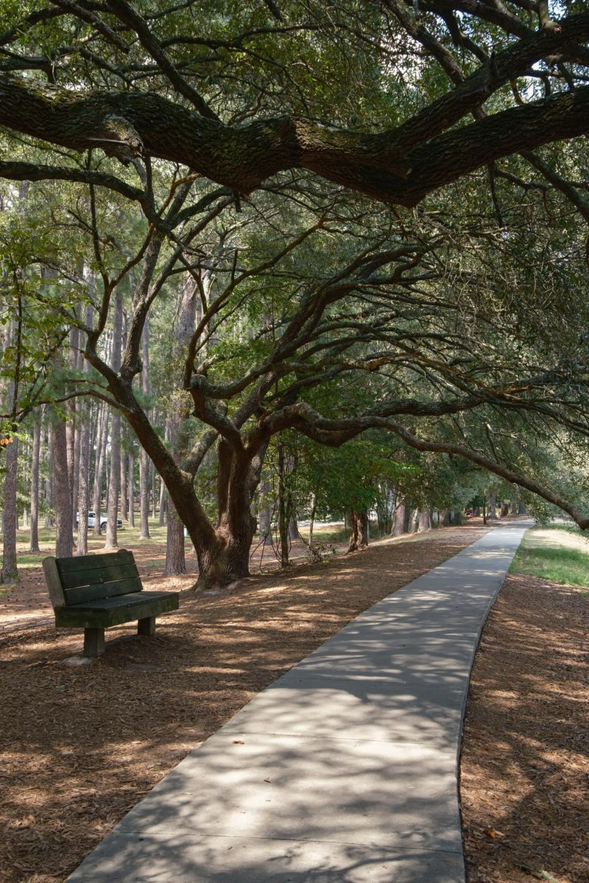 Wooden bench beside a curving concrete path shaded by sprawling oak branches in a quiet park setting