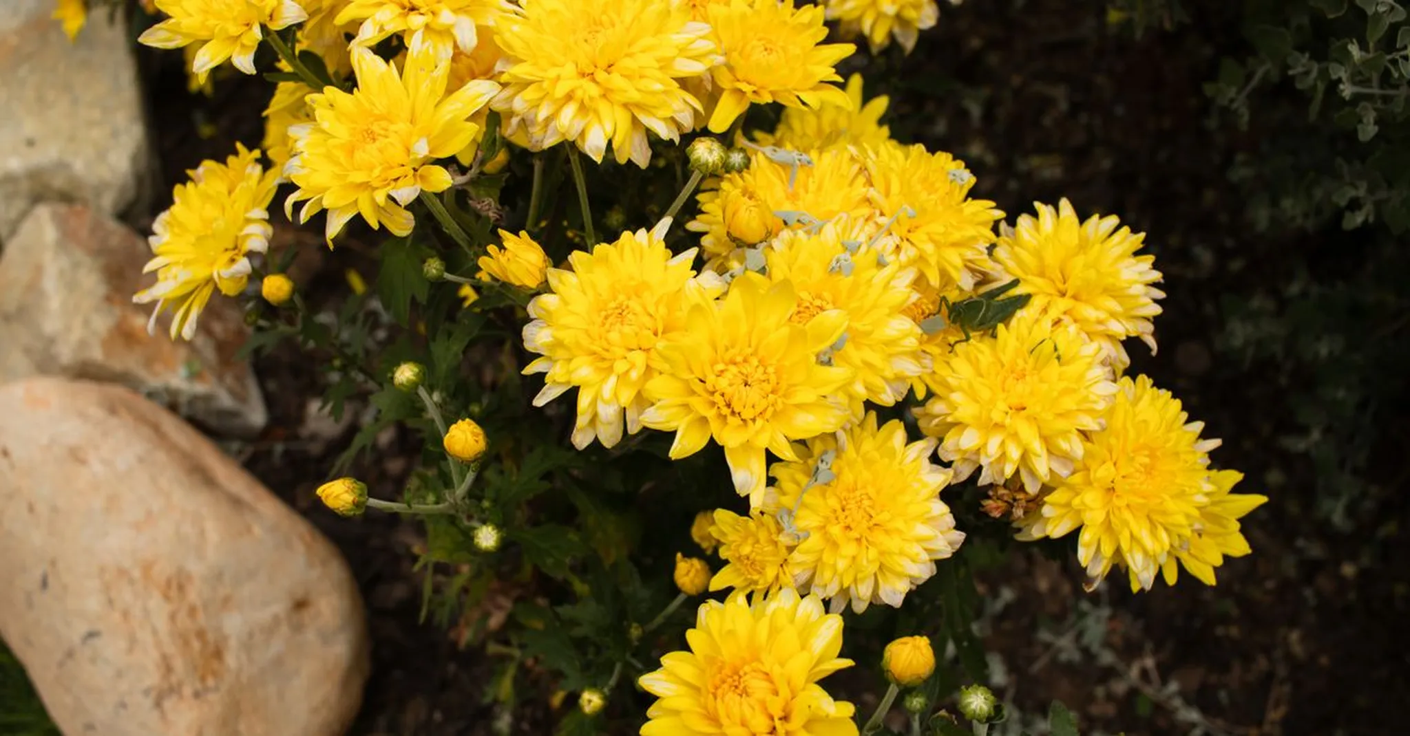Phipps Fall Flower Show 2026: Autumn Blooms and Cozy Lofts Near Oakland
