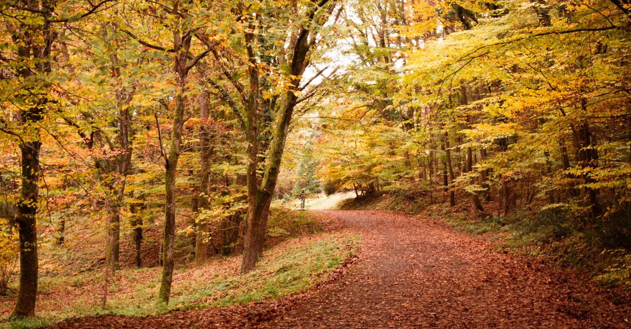 Best Fall Hikes in Pittsburgh 2026: Schenley and Frick Park Foliage Trails Plus Cozy Lofts
