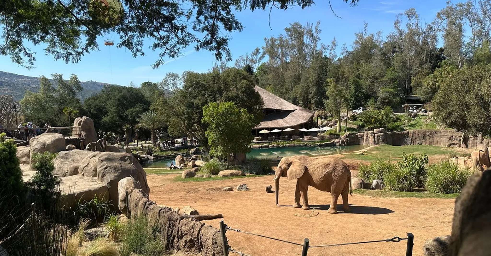 San Diego Zoo Summer Guide 2026: Best Times to Visit & Nearby Stays