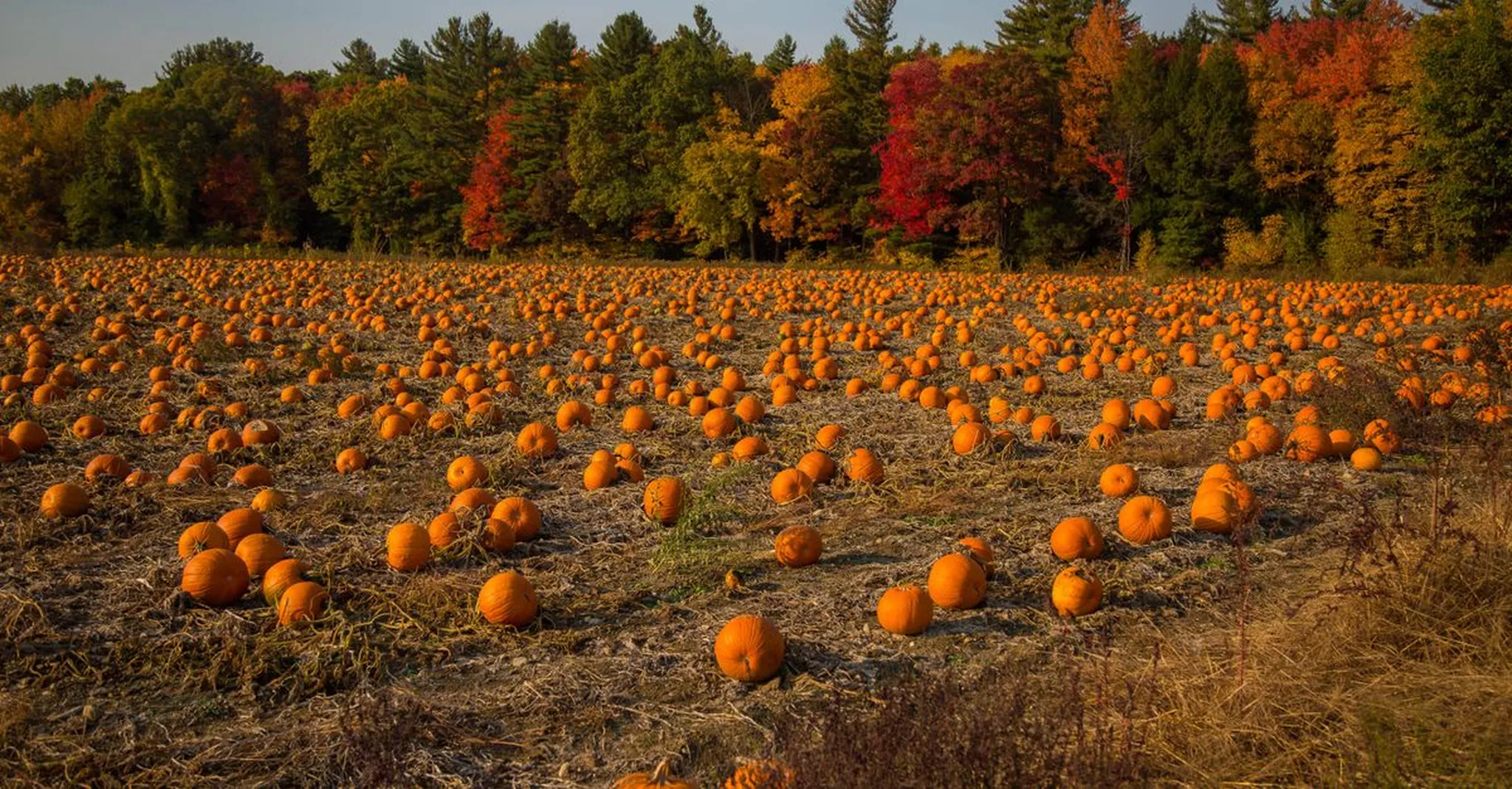 Halloween 2026 Near Asheville: Spooky Fun in Black Mountain & Swannanoa
