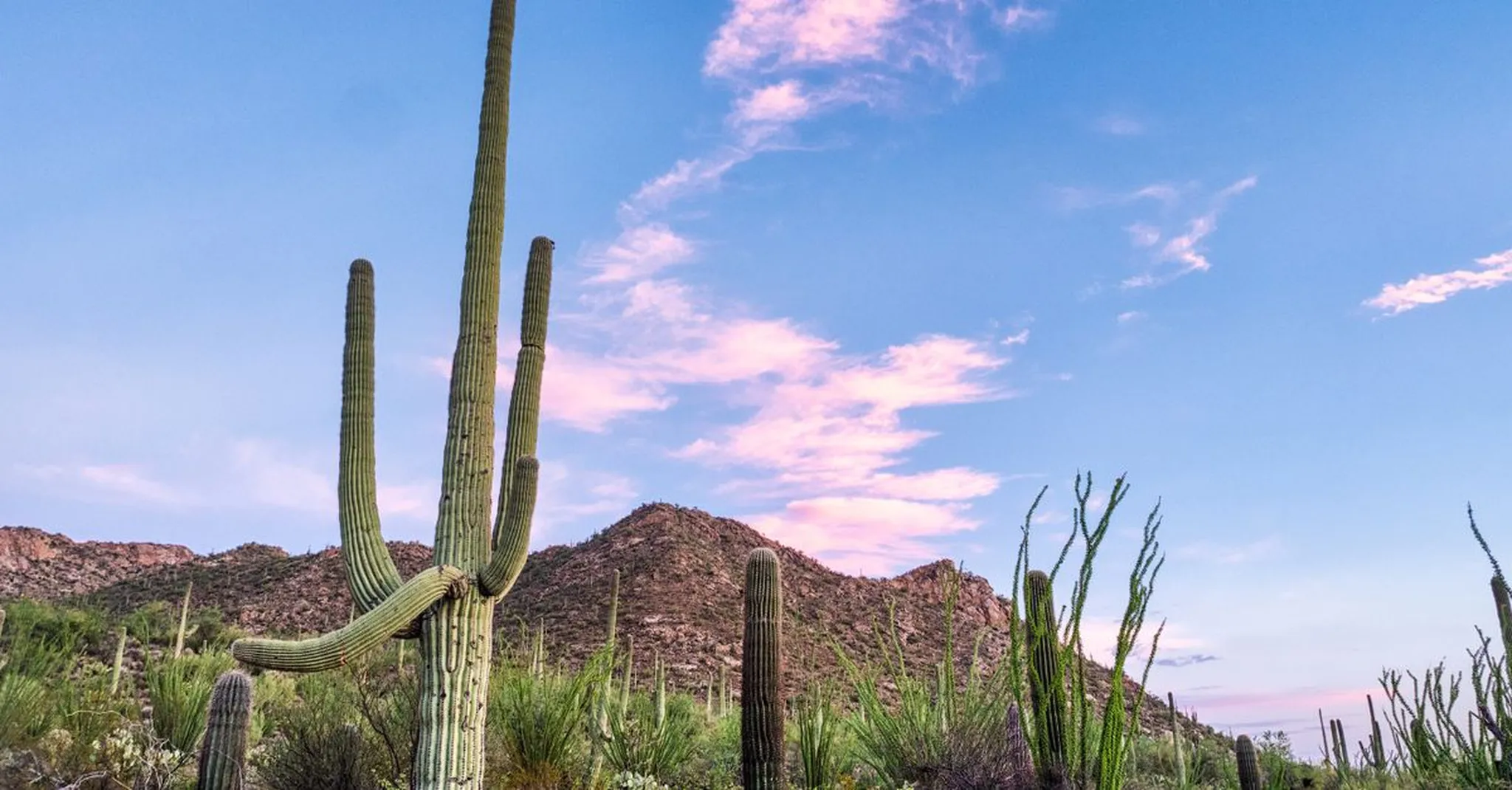 Saguaro National Park Summer 2026: Beat the Heat with Early Morning Hikes from Tucson