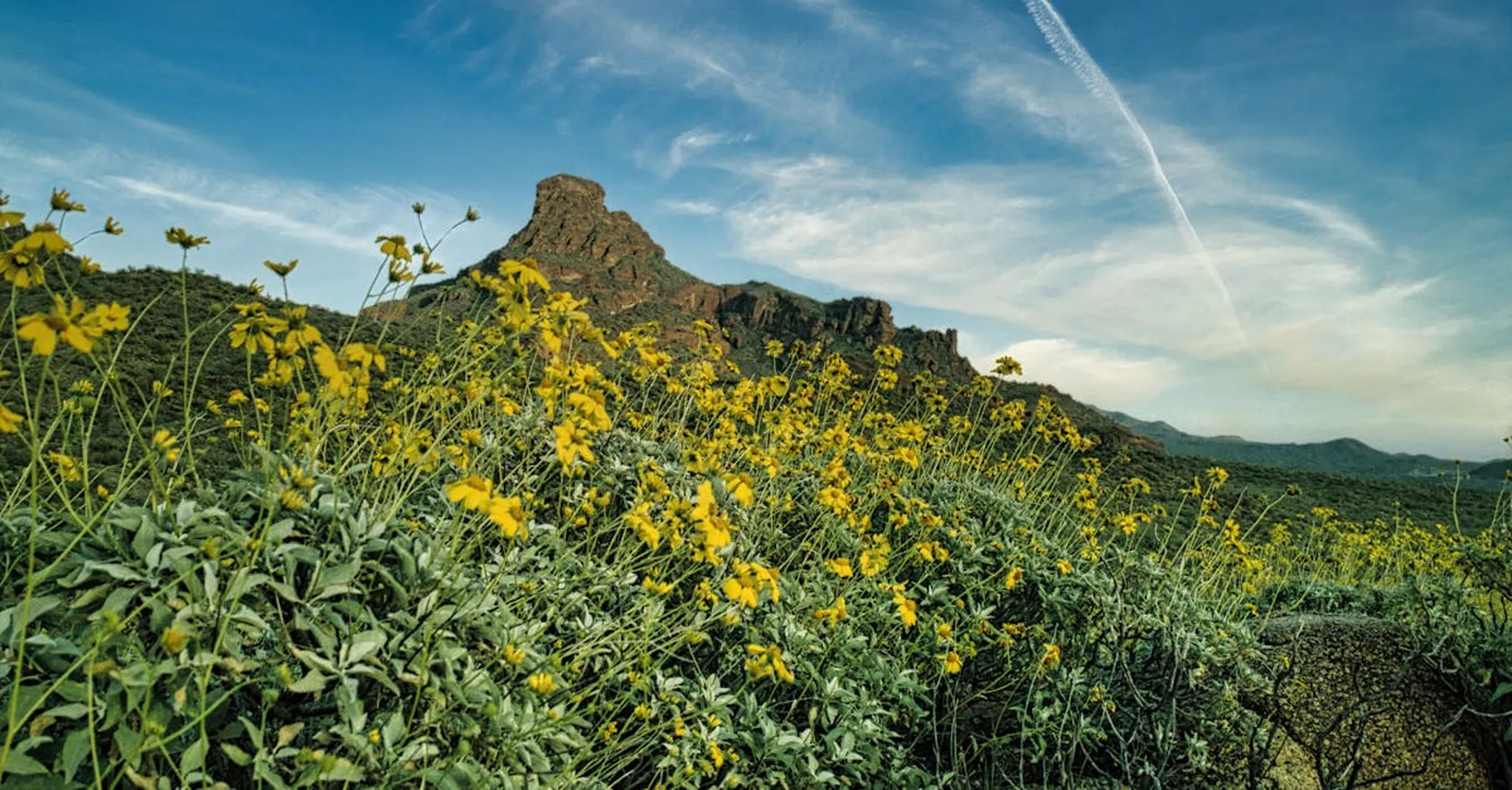 Arizona Botanical Gardens Summer 2026: Desert Blooms & Tucson Stays