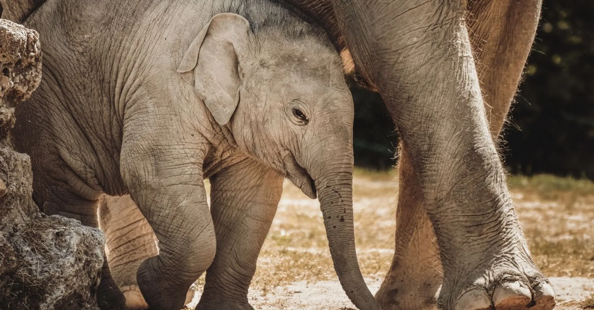 Reid Park Zoo Summer 2026: Family Day Trip & Kid-Friendly Tucson Stays