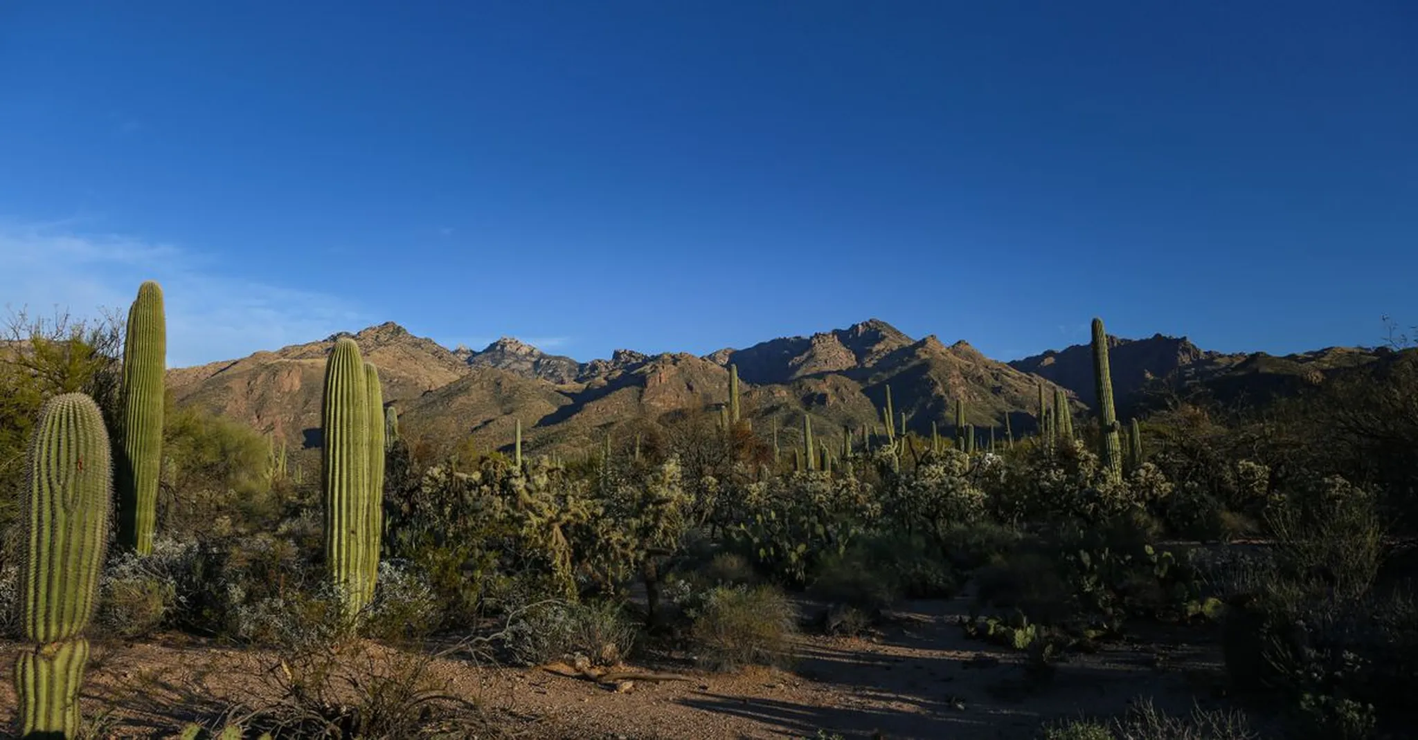 Labor Day Weekend in Tucson 2026: Desert Adventures & Family Stays