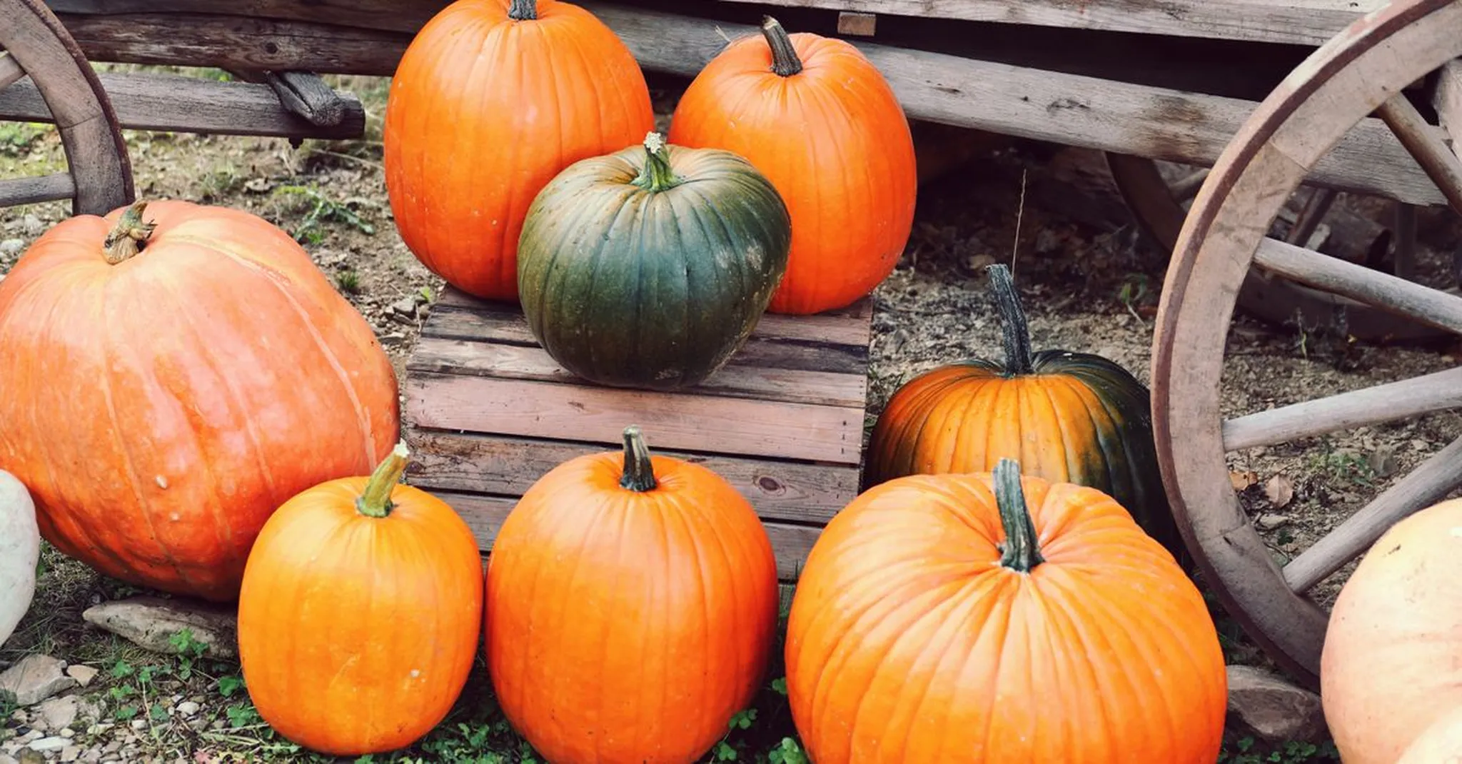 Cheekwood Harvest 2026: Nashville Fall Festival Guide and Group Stays