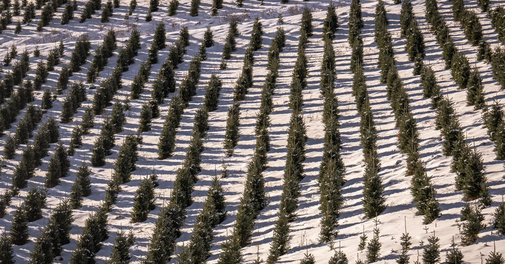 Bighorn National Forest Christmas Tree Permits 2026: Cut-Your-Own Guide and Cabin Stays
