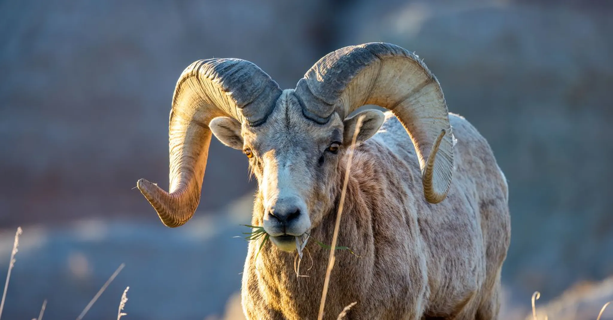 Wyoming Hunting Season Lodging 2026: Bighorn Mountain Stays Near Sheridan and Buffalo
