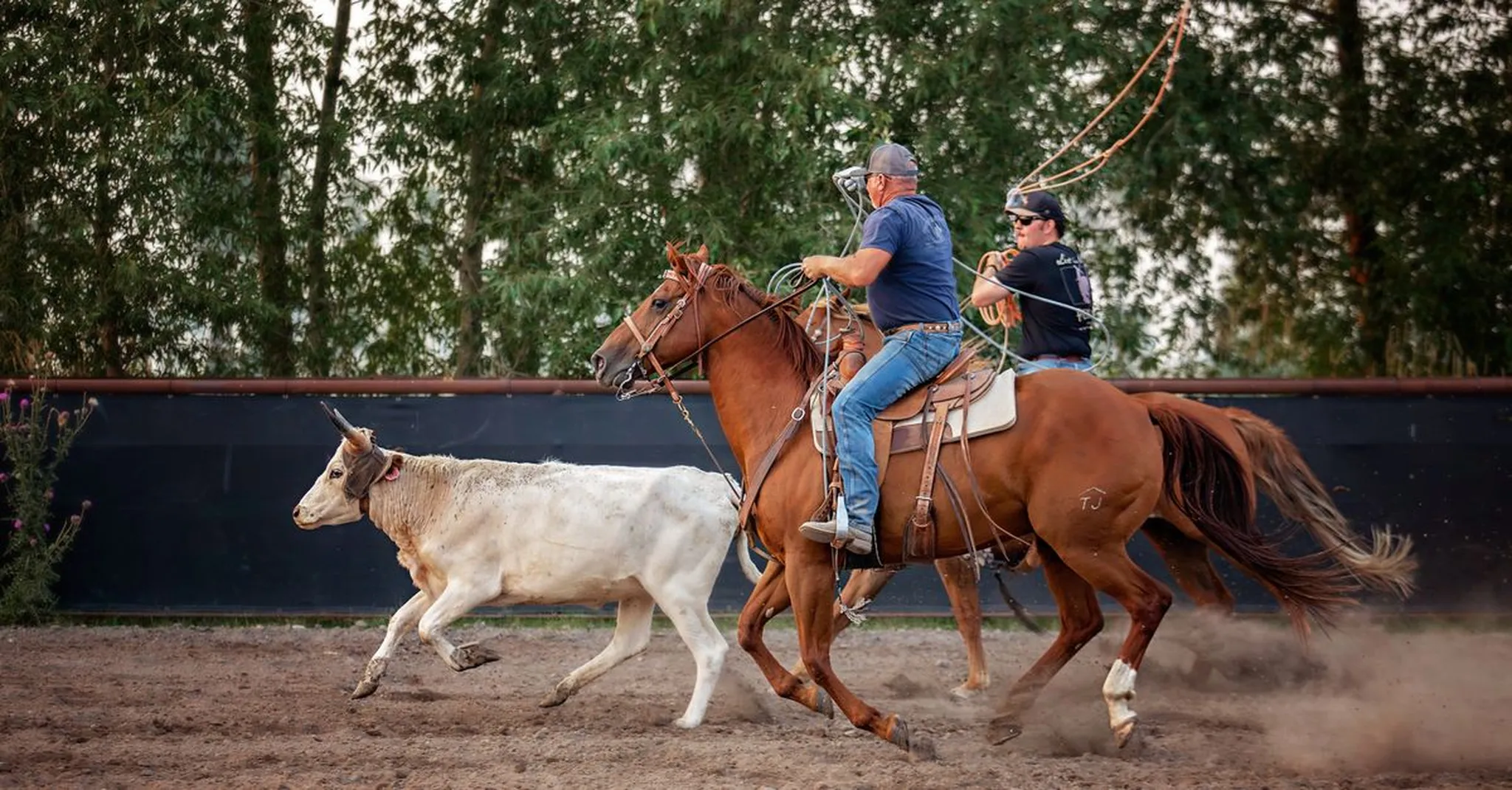 Don King Days 2026 in Big Horn, Wyoming: Polo, Steer Roping and Where to Stay