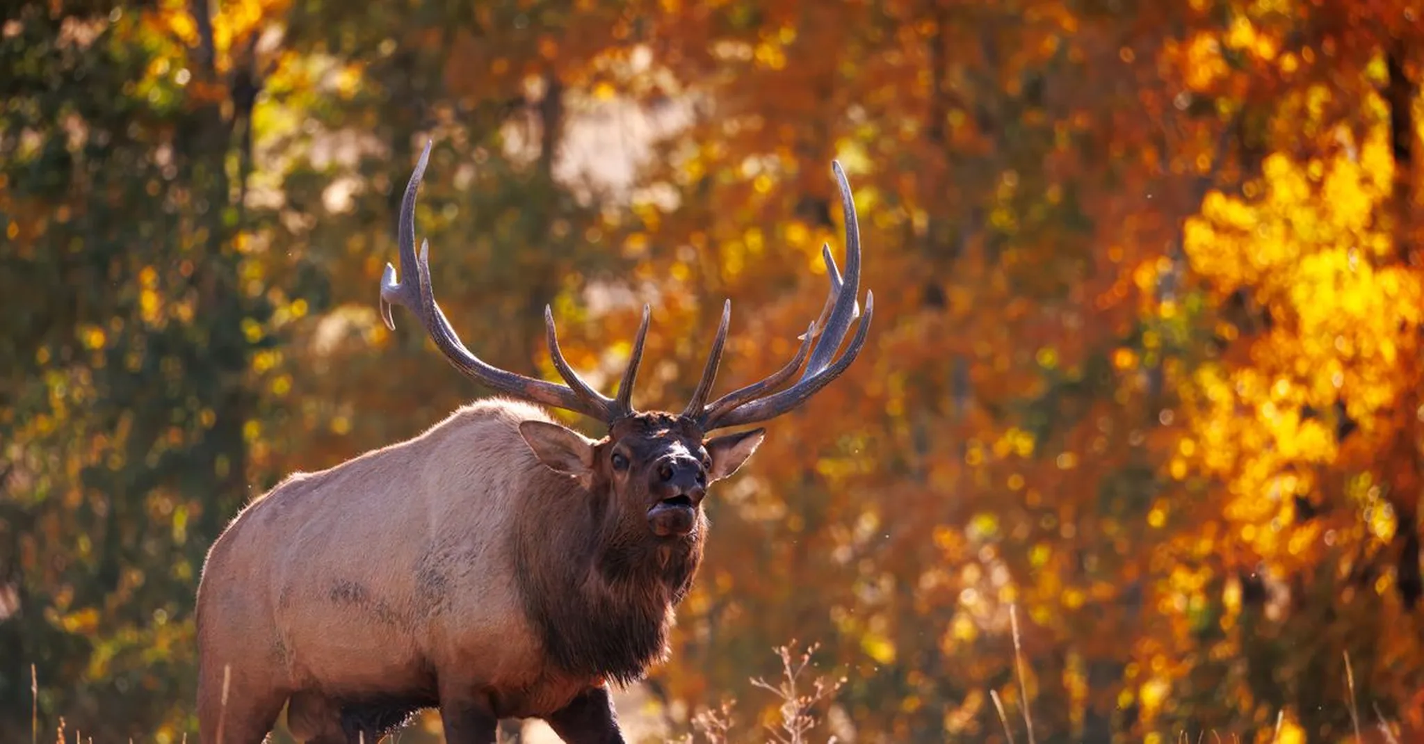 Bighorn Mountain Elk Rut 2026: Where to See & Hear the Bugling Bulls