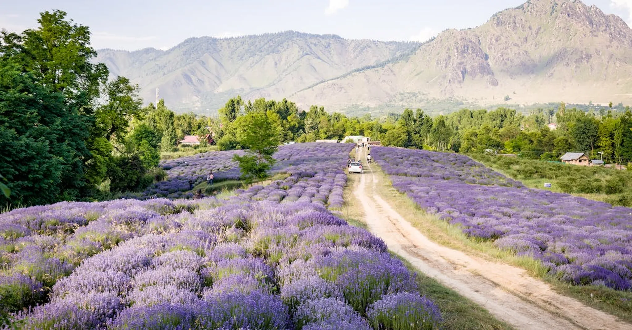 Asheville Lavender Festival 2026: Where to Stay for the Bloom Season