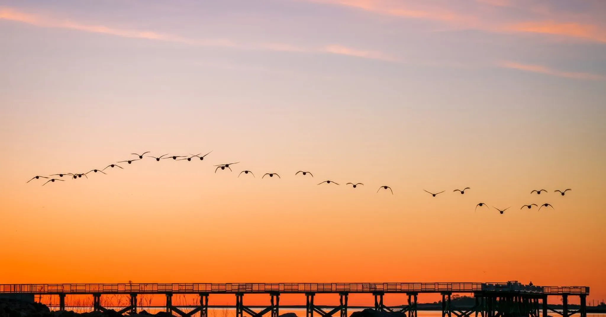 Congress Avenue Bridge Bat Watching: Austin's Nightly Wildlife Spectacle