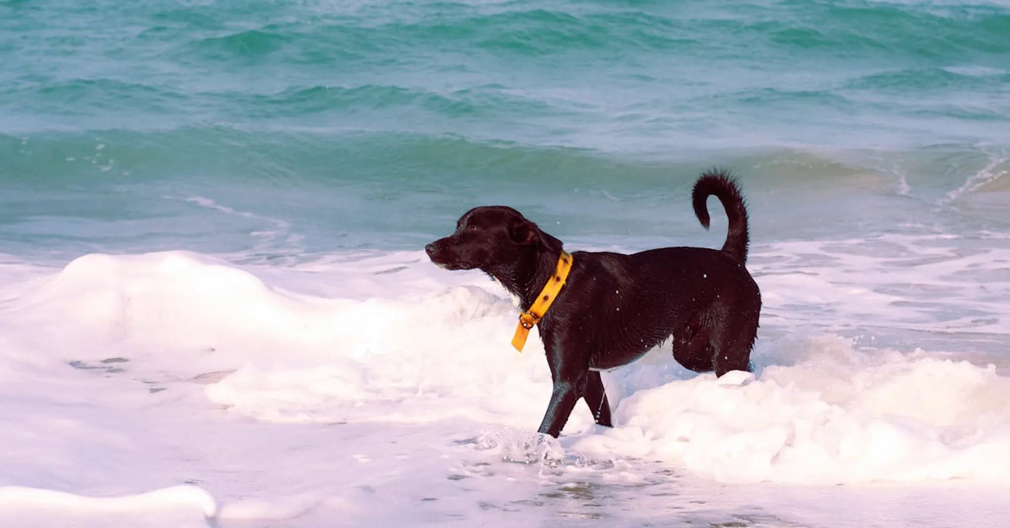 https://storage.googleapis.com/hostai-booking-prod-photos/clients/beachboundvacationrentals/blogs/covers/2f5d8685-9c03-453a-a504-0ce08c78b0f4.jpg