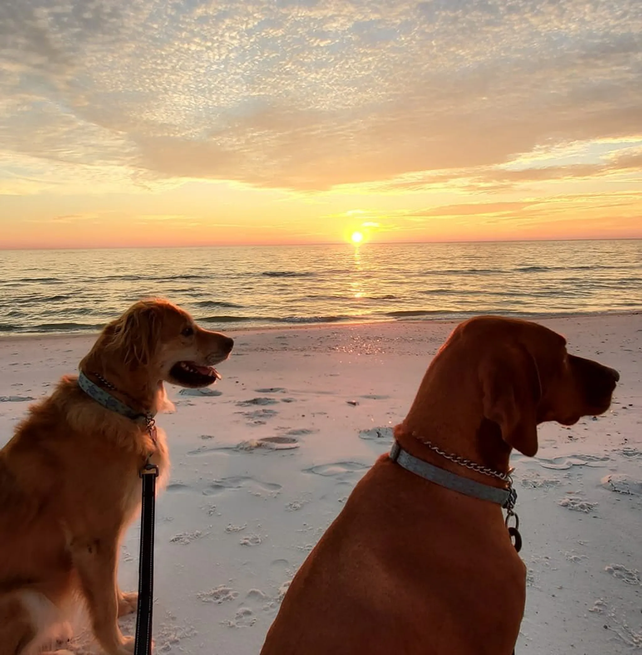 Paws in the Sand: Why Cape San Blas is Florida’s Ultimate Dog-Friendly Destination