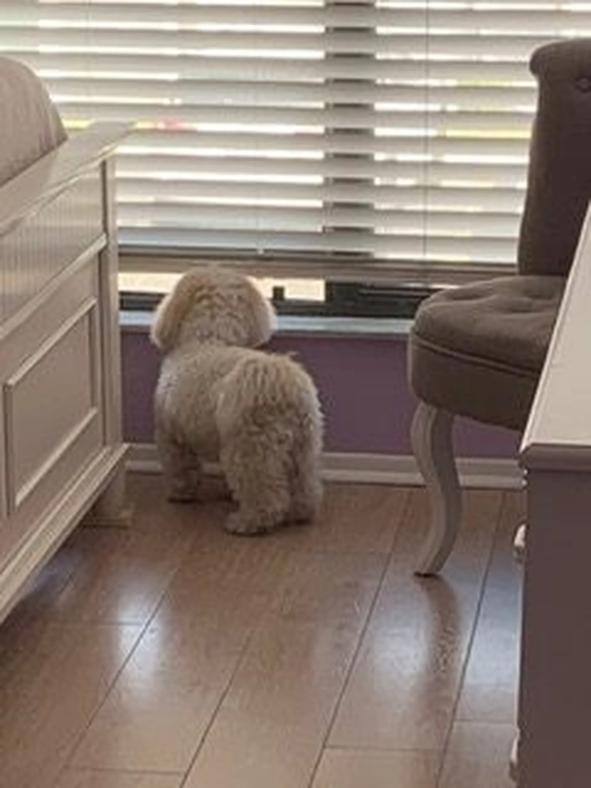 Furry friends accompany human parents at Runaway Bay