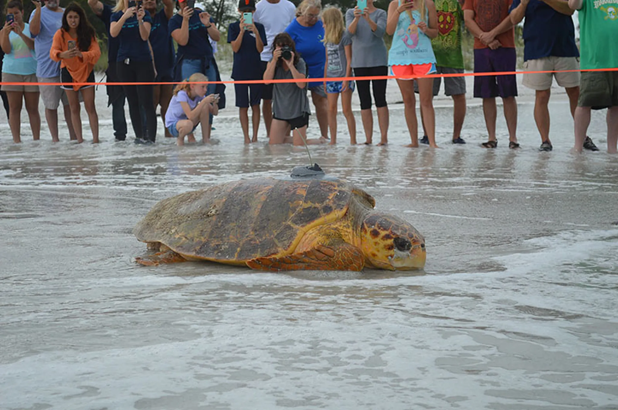 Tour de Turtles – The Islands Fastest but Slowest Race!