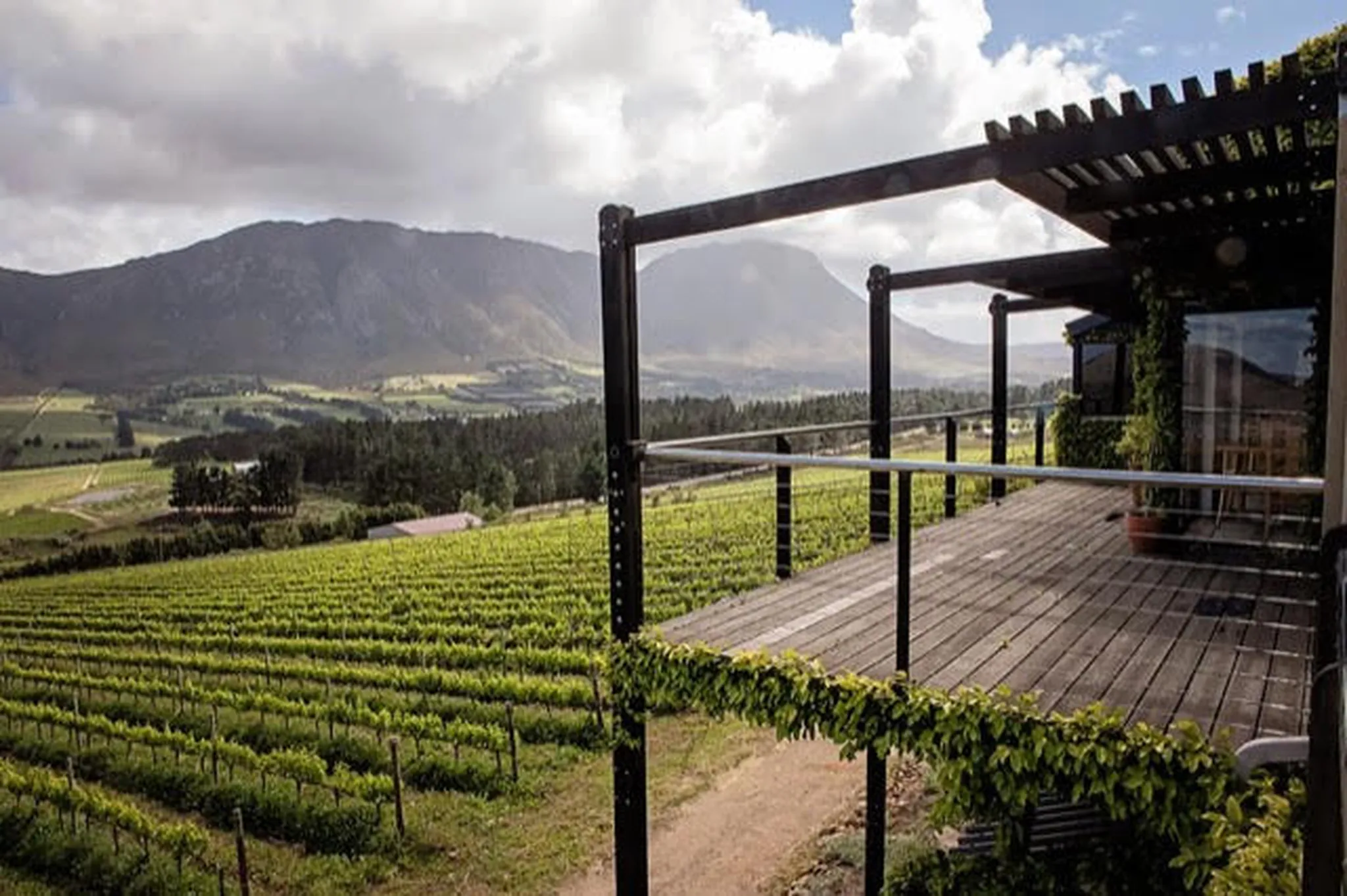Best Wine Farms in Hermanus & the Overstrand: Part 5 – Newton Johnson Family Vineyards