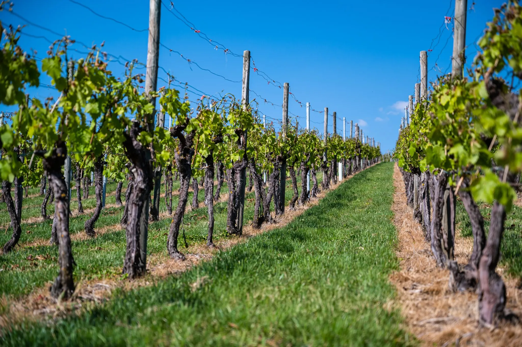 Wineries with a View
