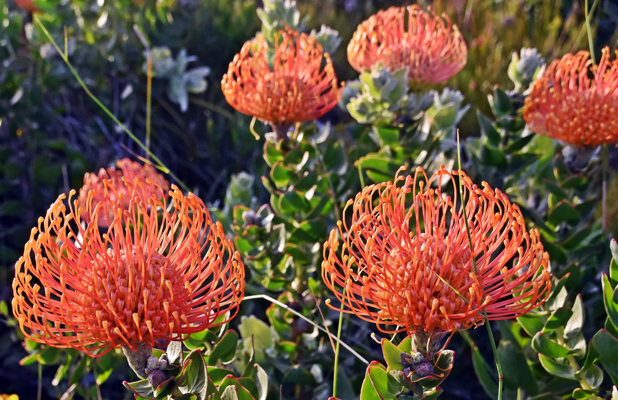 Chelsea Flowers in Stanford: A Blooming Delight