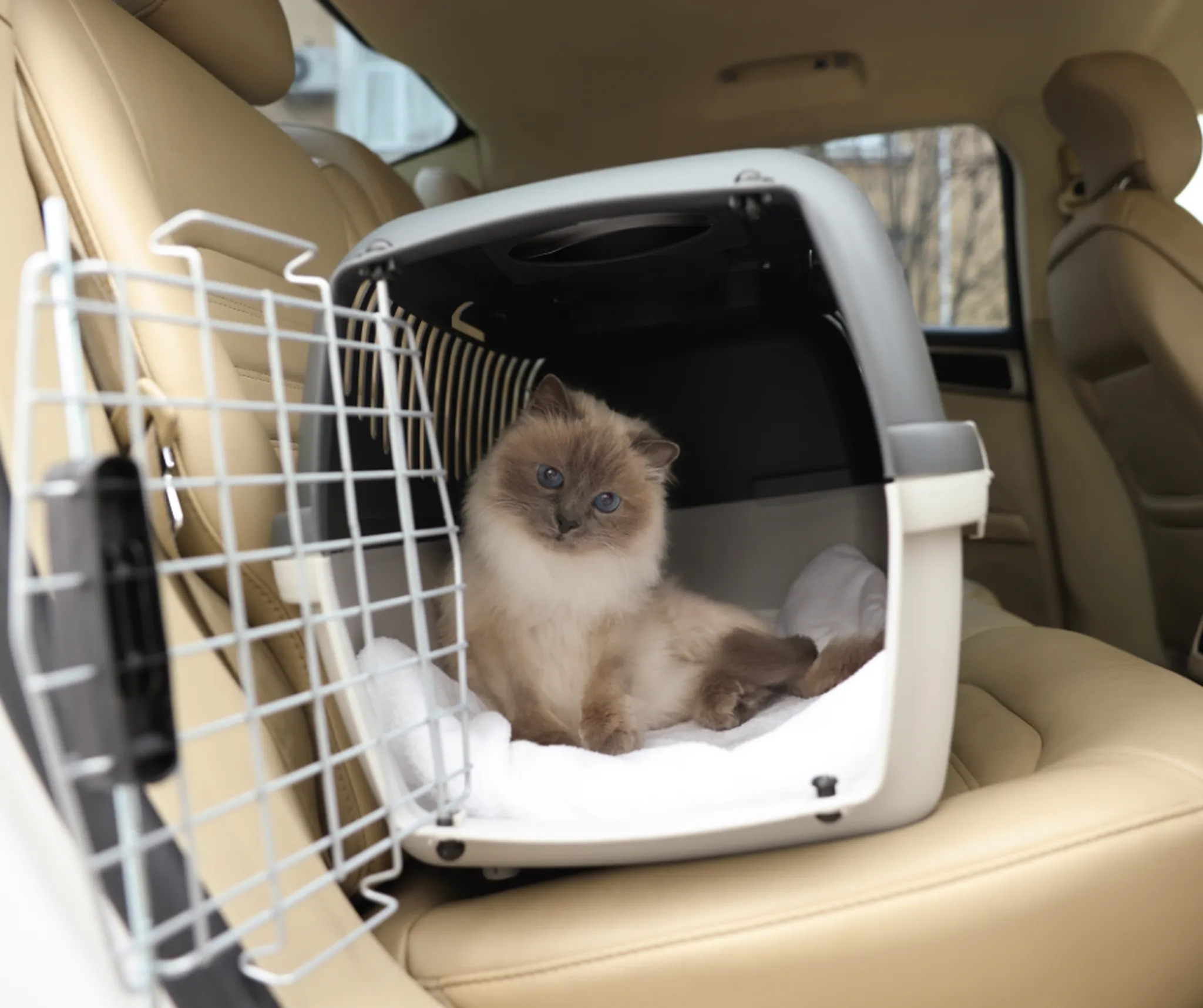 Traveling with Pets: A Comprehensive Guide