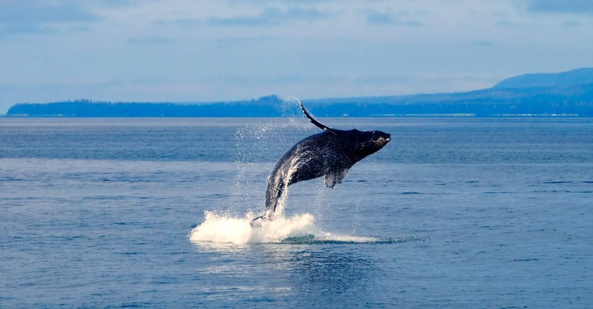 Whale Watching Season in Juneau 2026: Best Times and Where to Stay