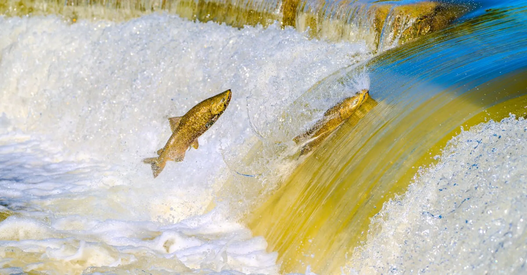Juneau Salmon Run Season 2026: Best Time to Visit and Where to Stay