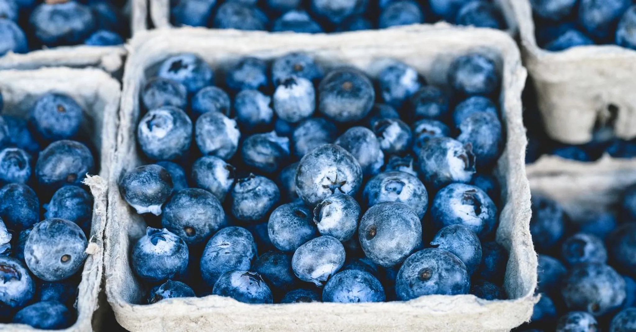 Pocono Blueberry Festival Weekend 2026: Where to Stay Near the Fun