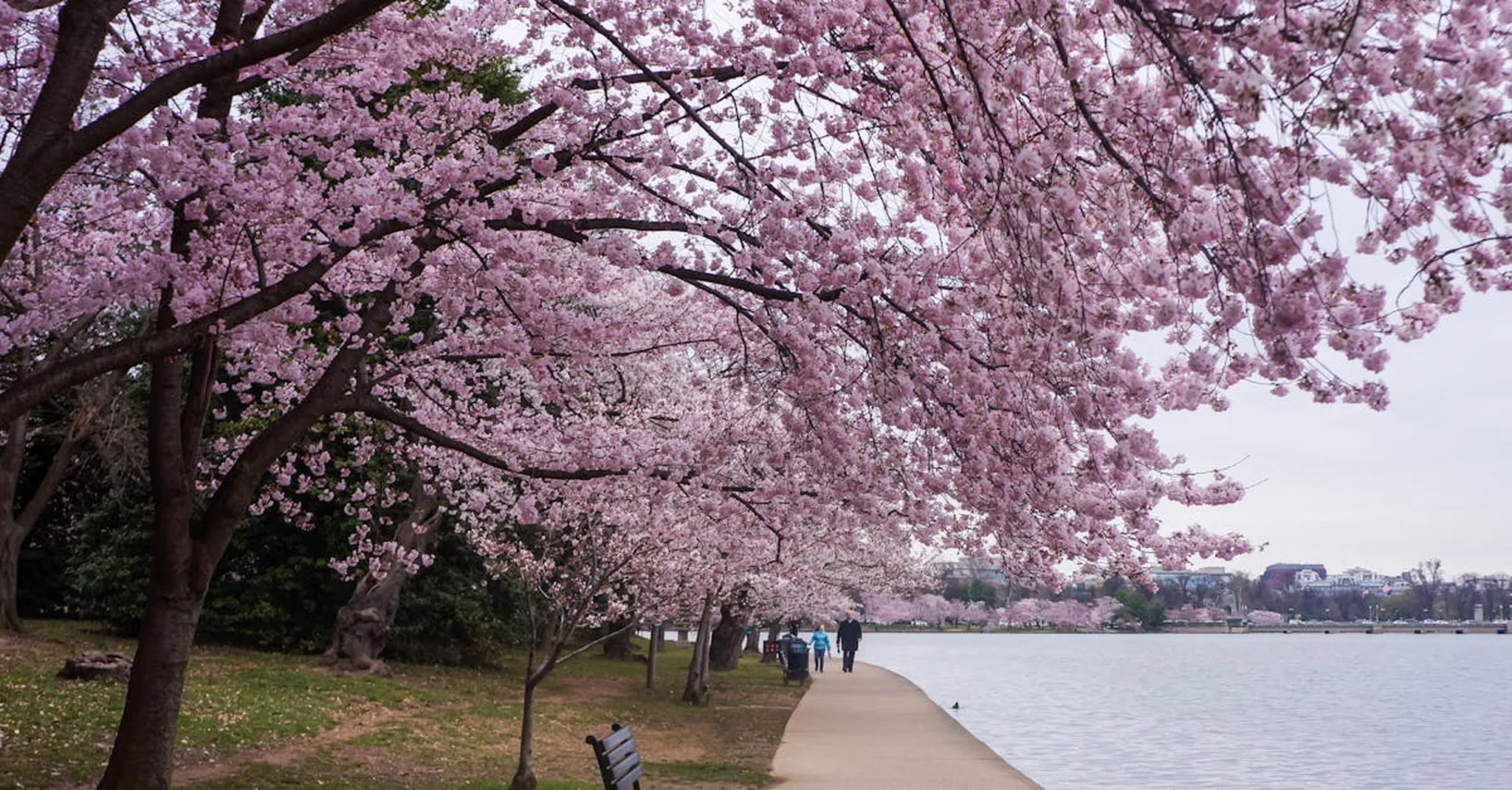 Nashville Cherry Blossom Festival 2026: Where to Stay Near the Blooms