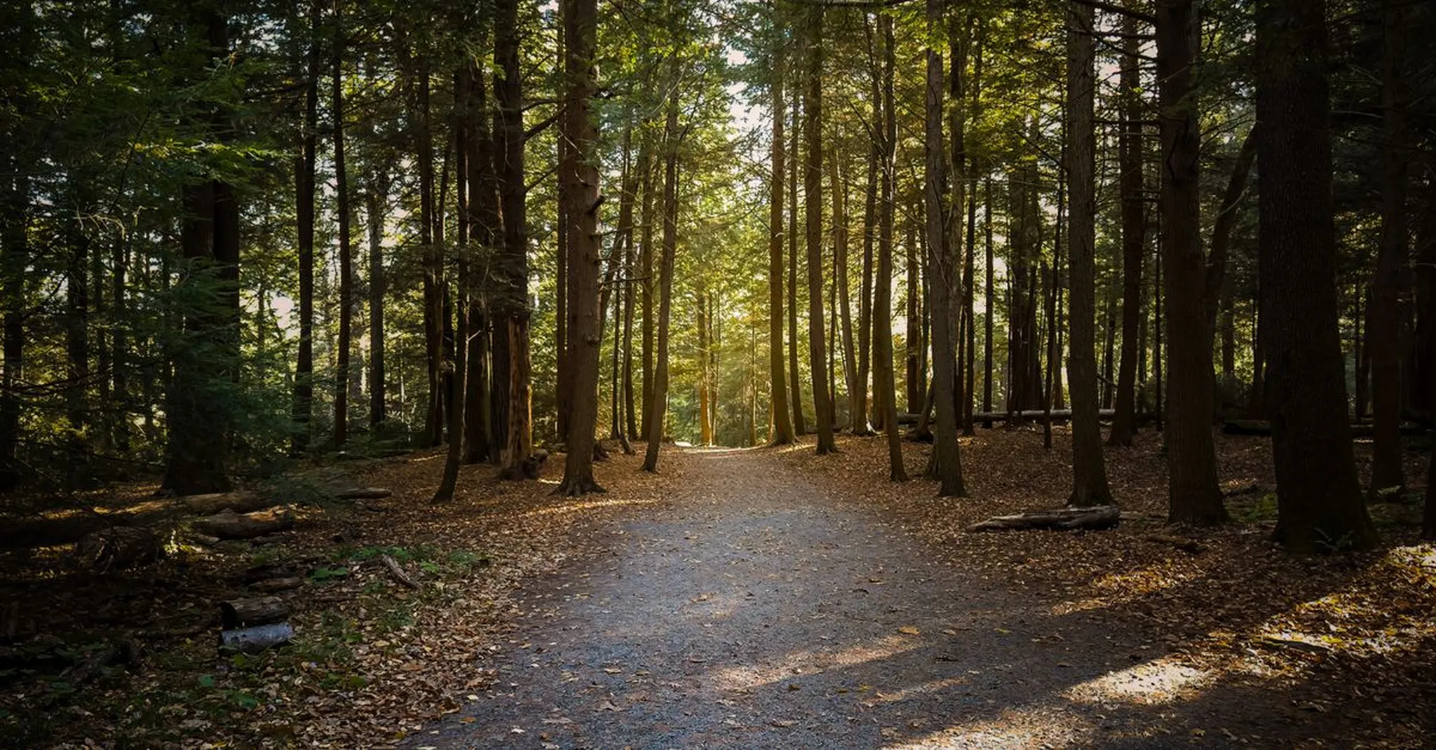Sunlit gravel path winding through a tall pine and hardwood forest with golden light filtering between the trees