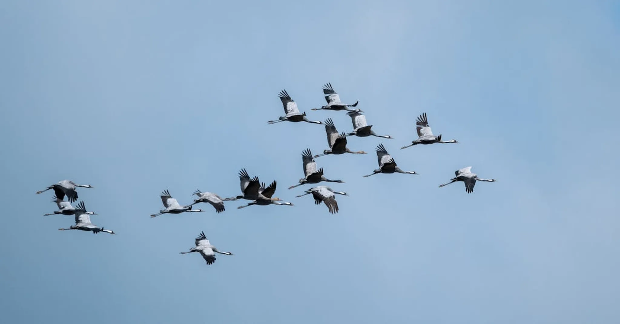 Spring Birding at Whitefish Point 2026: Migration Season Guide & Where to Stay