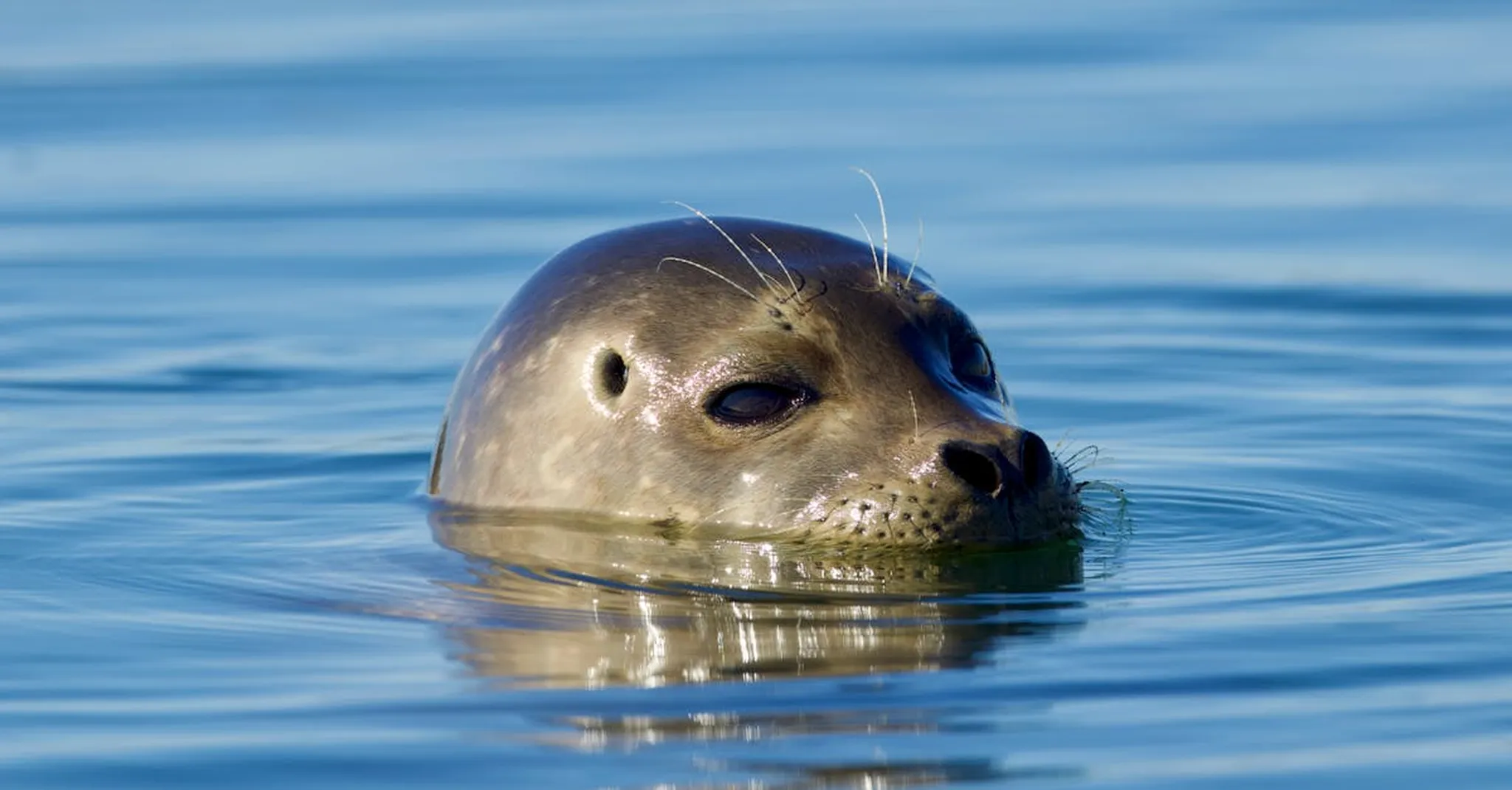 Elkhorn Slough Wildlife Guide: Kayaking, Otters & Where to Stay in Moss Landing