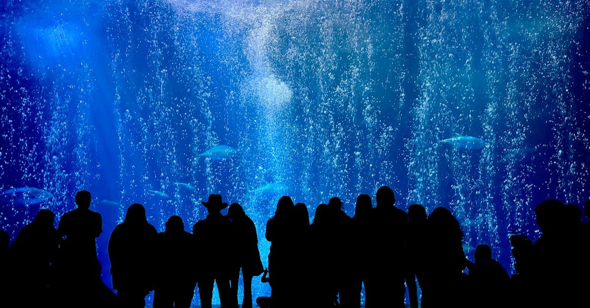 Monterey Bay Aquarium Day Trip: Planning Your Visit from Carmel