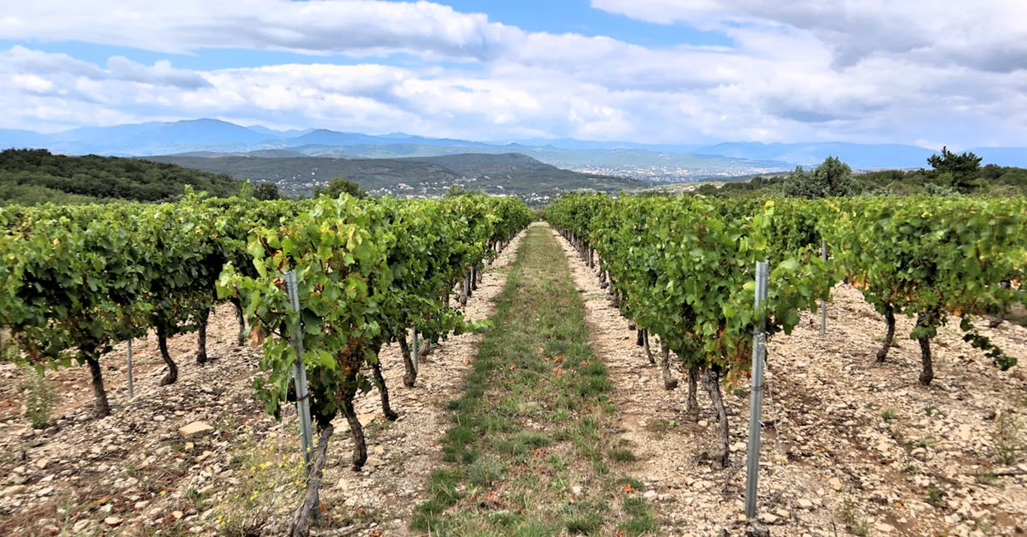 Geelong Food and Wine Festival 2026: Where to Stay and What to Taste