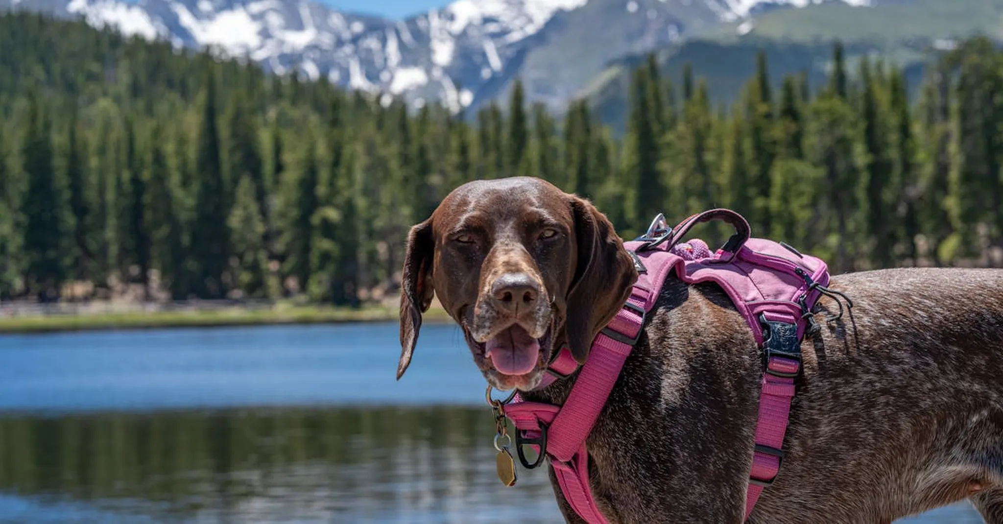 Pet-Friendly Vacation Rentals in Colorado Springs: 2026 Guide for Dog Owners