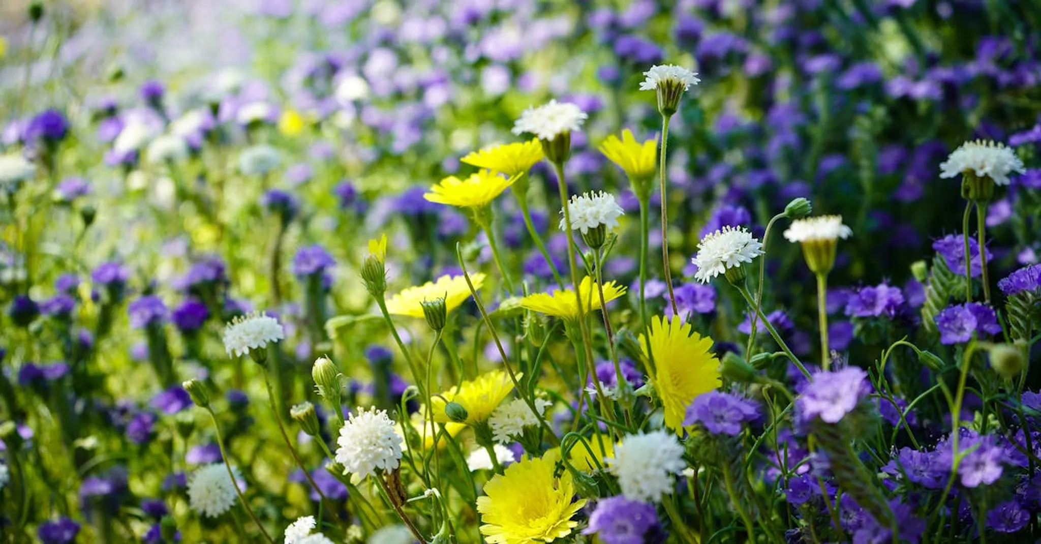 Gatlinburg Wildflower Pilgrimage 2026: Where to Stay Near the Festival